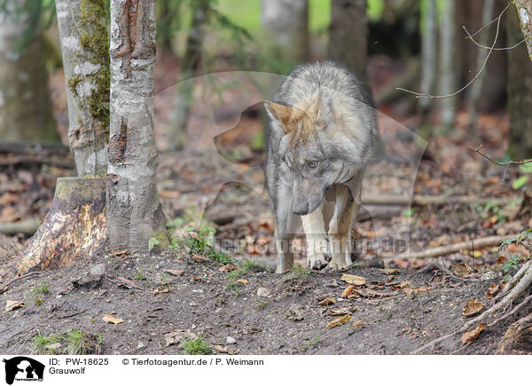 Grauwolf / grey wolf / PW-18625