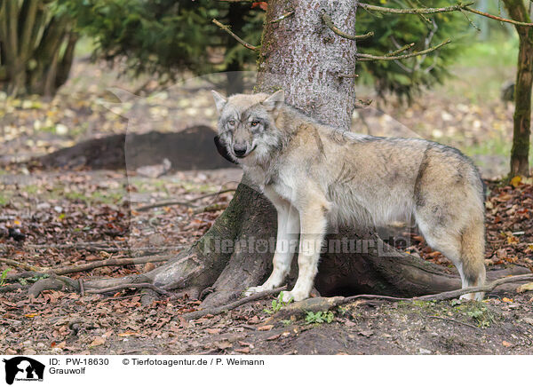 Grauwolf / grey wolf / PW-18630