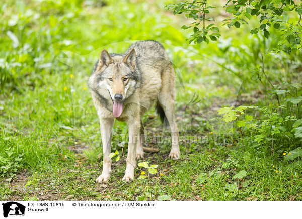 Grauwolf / grey wolf / DMS-10816