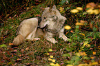 liegender Wolf