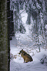 Wolf im Schnee