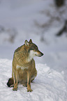 Wolf im Schnee