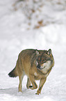 Wolf im Schnee