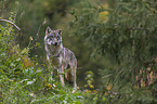 stehender Grauwolf