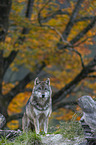 stehender Grauwolf