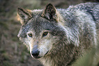 Grauwolf Portrait