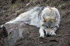 liegender Grauwolf