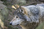Grauwolf Portrait