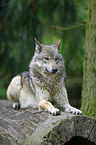 liegender Grauwolf
