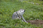sitzender Grauwolf