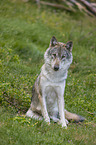 sitzender Grauwolf