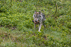 rennender Grauwolf