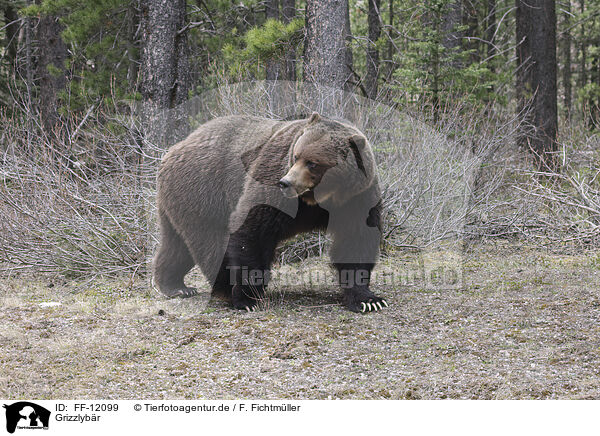 Grizzlybr / grizzly bear / FF-12099