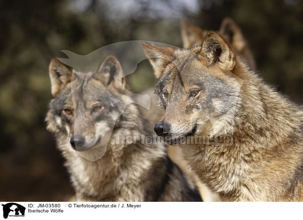 Iberische Wlfe / Iberian wolves / JM-03580