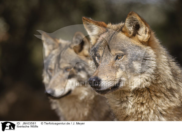 Iberische Wlfe / Iberian wolves / JM-03581