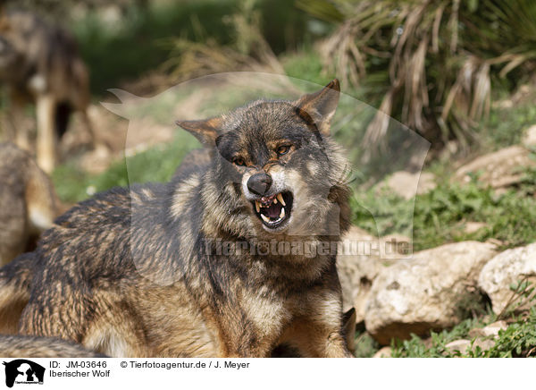 Iberischer Wolf / JM-03646