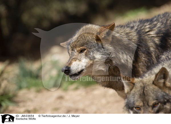 Iberische Wlfe / Iberian wolves / JM-03654