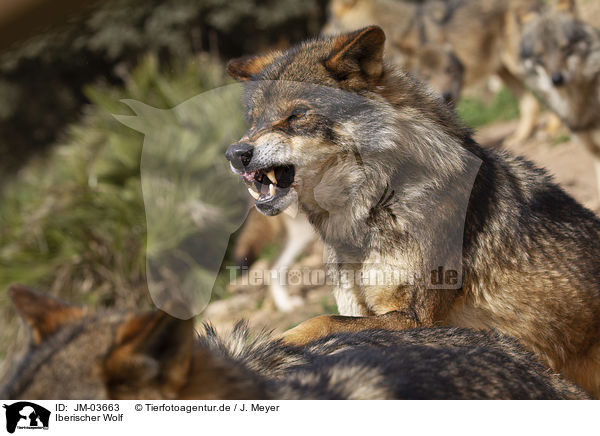 Iberischer Wolf / JM-03663