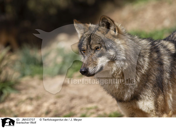 Iberischer Wolf / JM-03707