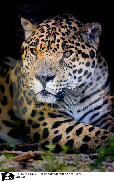 Jaguar / jaguar / MAZ-01337