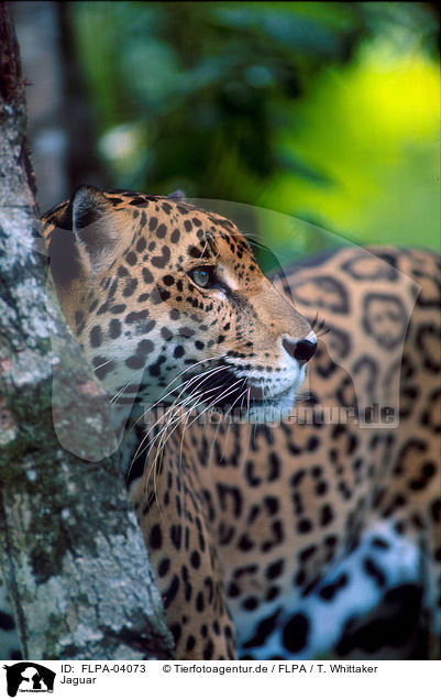 Jaguar / Jaguar / FLPA-04073