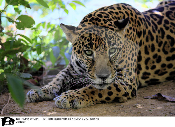 Jaguar / Jaguar / FLPA-04084