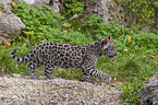 junger Jaguar