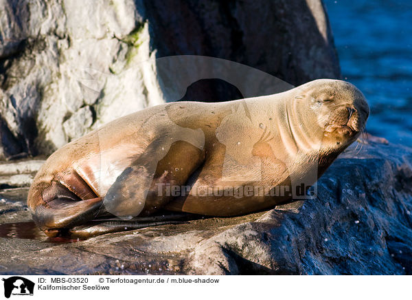 Kalifornischer Seelwe / sea lion / MBS-03520