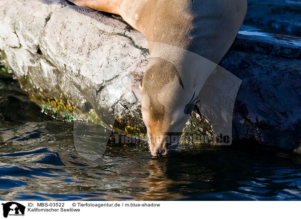 Kalifornischer Seelwe / sea lion / MBS-03522