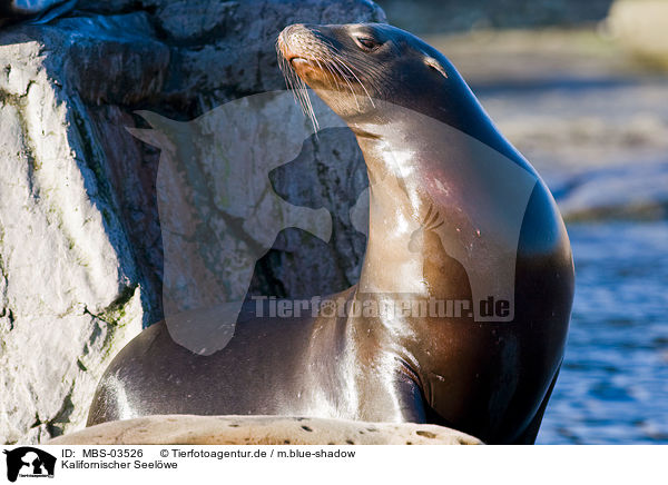 Kalifornischer Seelwe / sea lion / MBS-03526