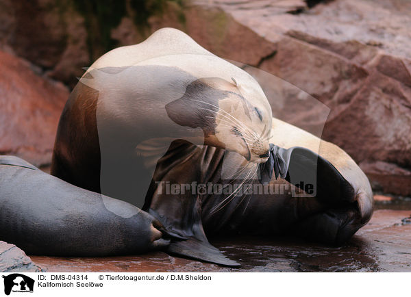 Kalifornisch Seelwe / sea lion / DMS-04314