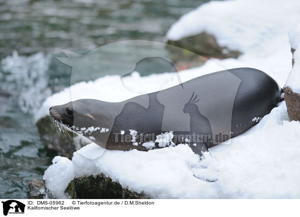 Kalifornischer Seelwe / California sea lion / DMS-05962