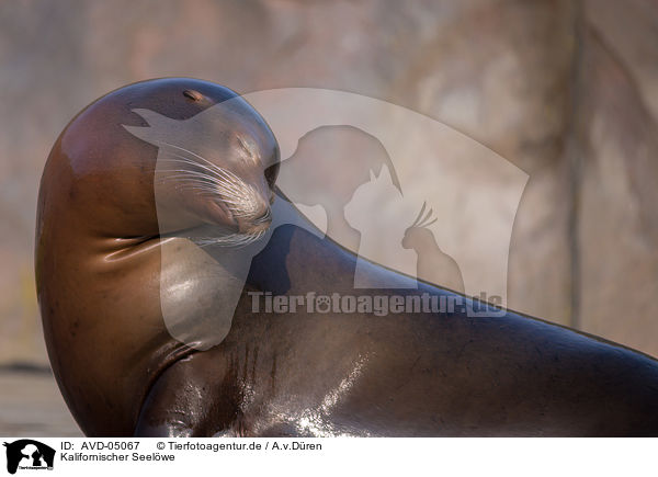 Kalifornischer Seelwe / California sea lion / AVD-05067