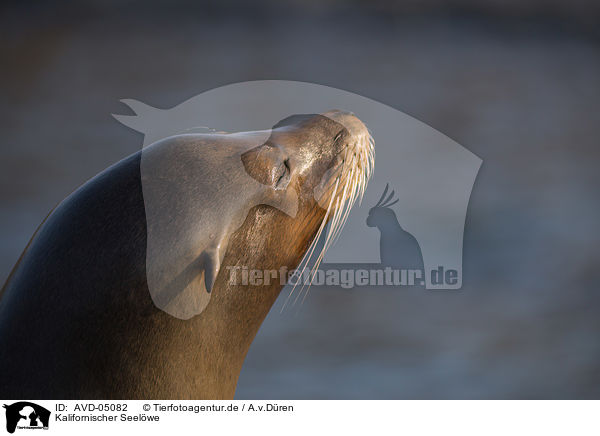 Kalifornischer Seelwe / California sea lion / AVD-05082