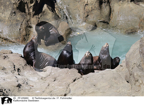 Kalifornische Seelwen / California sea lions / FF-05860