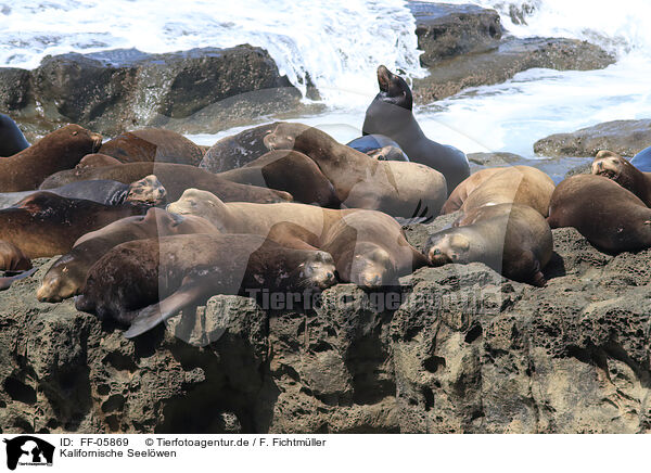 Kalifornische Seelwen / California sea lions / FF-05869