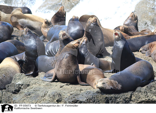 Kalifornische Seelwen / California sea lions / FF-05873