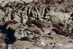 Kalifornische Seelwen