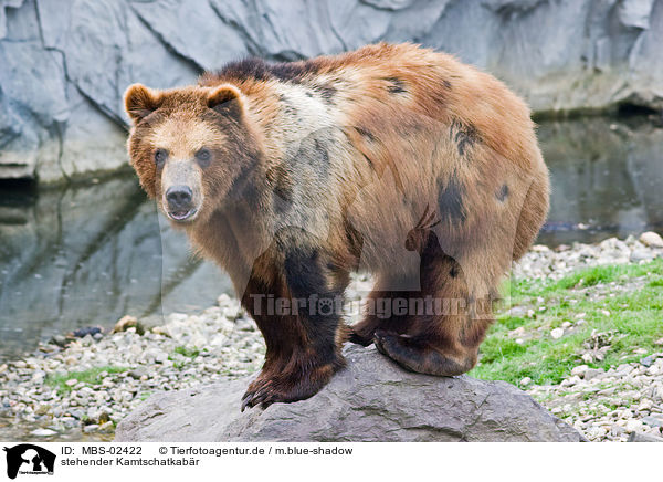 stehender Kamtschatkabr / standing Kamtschatka bear / MBS-02422