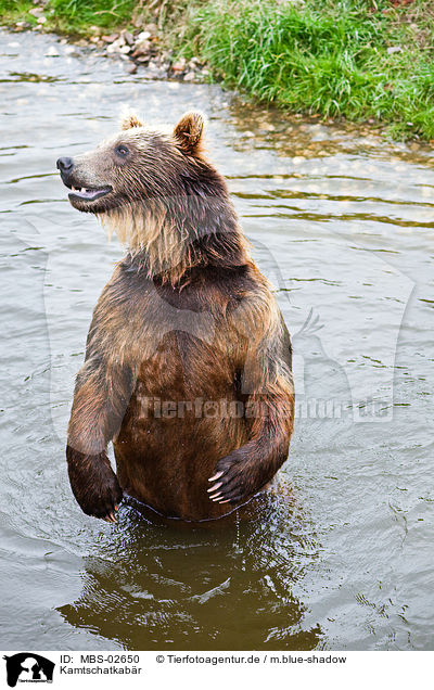 Kamtschatkabr / Kamtchatka bear / MBS-02650