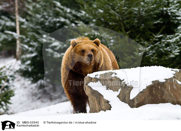 Kamtschatkabr / Kamtchatka bear / MBS-03540
