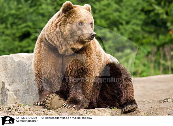 Kamtschatkabr / Siberian bear / MBS-04386