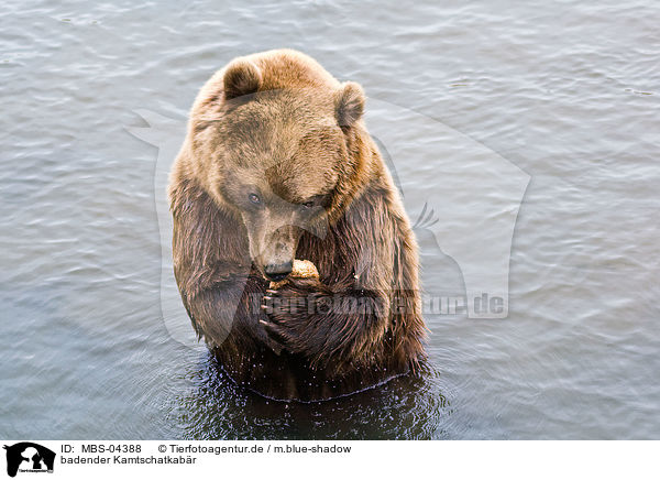 badender Kamtschatkabr / bathing Siberian bear / MBS-04388