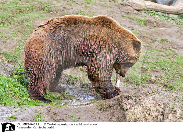 fressender Kamtschatkabr / eating Siberian bear / MBS-04392