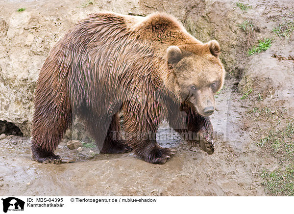 Kamtschatkabr / Siberian bear / MBS-04395