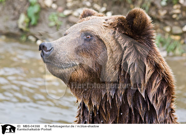 Kamtschatkabr Portrait / Siberian bear portrait / MBS-04398