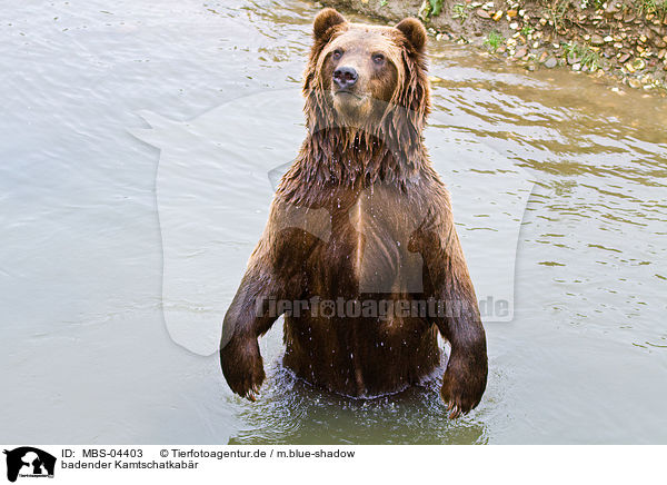 badender Kamtschatkabr / bathing Siberian bear / MBS-04403