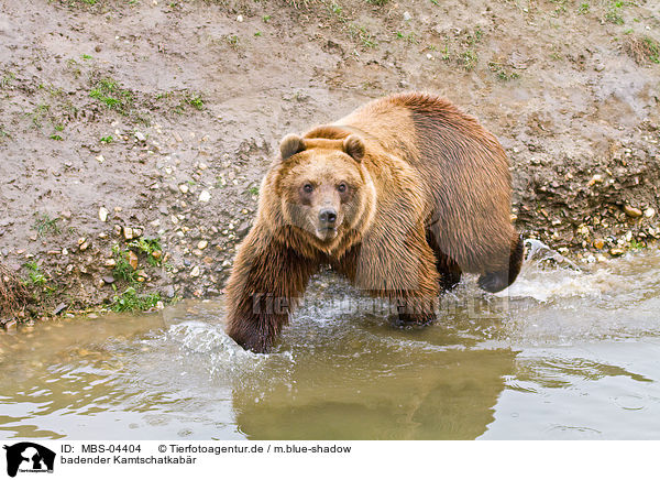 badender Kamtschatkabr / bathing Siberian bear / MBS-04404