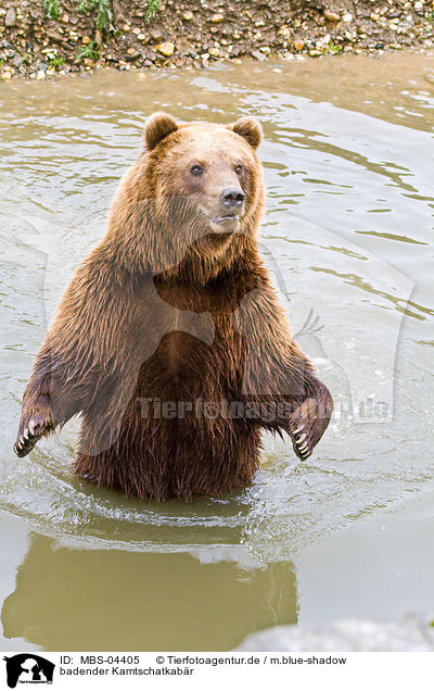 badender Kamtschatkabr / bathing Siberian bear / MBS-04405