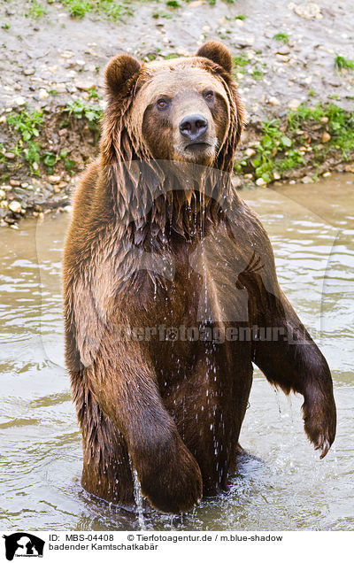 badender Kamtschatkabr / bathing Siberian bear / MBS-04408